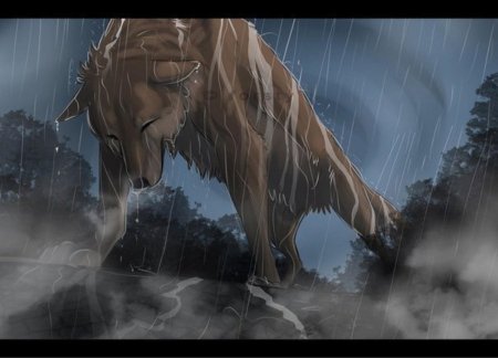 Волк под дождем