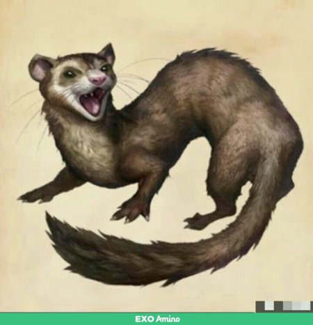 Хорек и куница