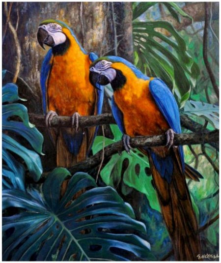Акварельная живопись попугаи ара жако