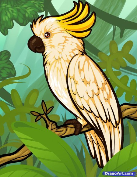 Какаду попугаи