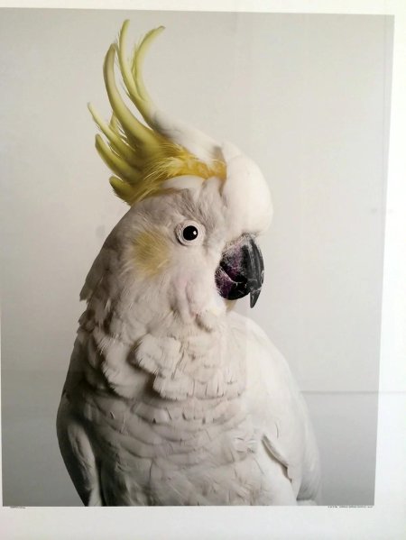 Какаду попугаи