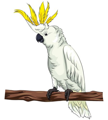 Попугаи какаду