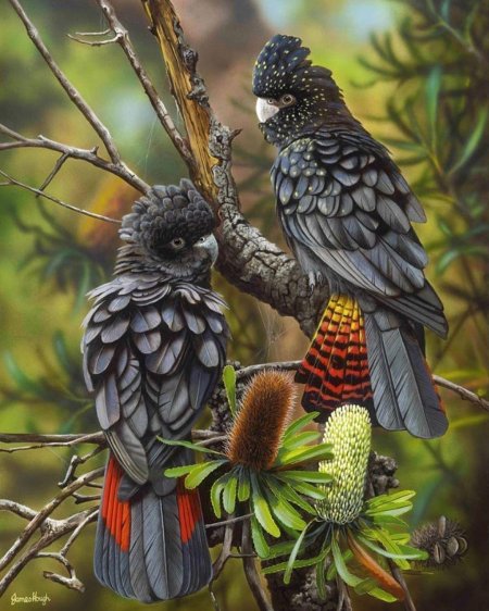 Краснохвостый какаду