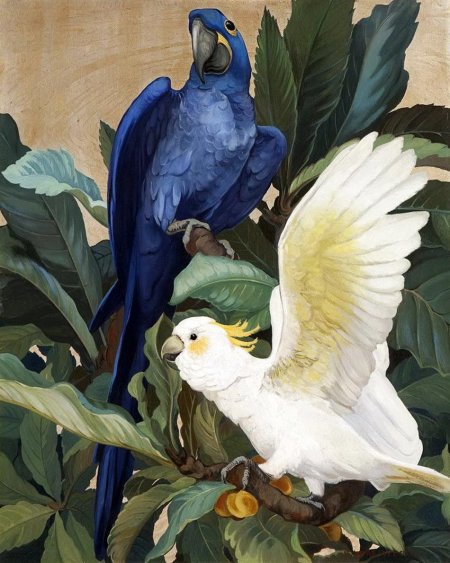 Картина попугаи