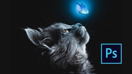 Кошка на черном фоне