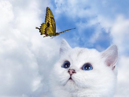 Кот и бабочка