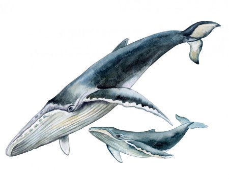 Кит на белом фоне