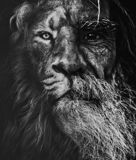 Лев картина