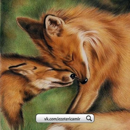 Лисы и любовь