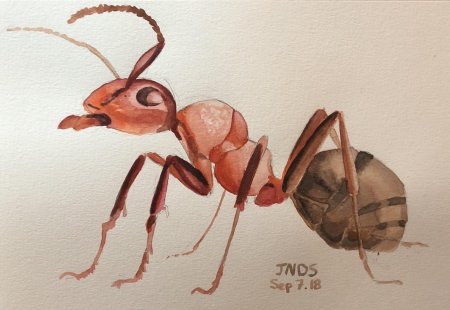 Насекомые акварелью