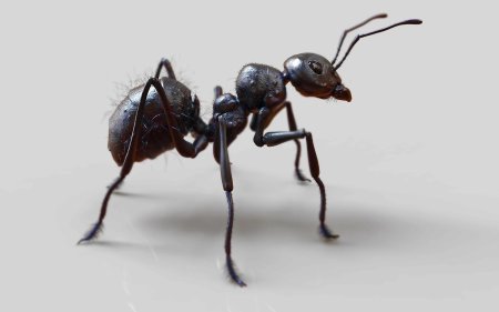Camponotus pennsylvanicus