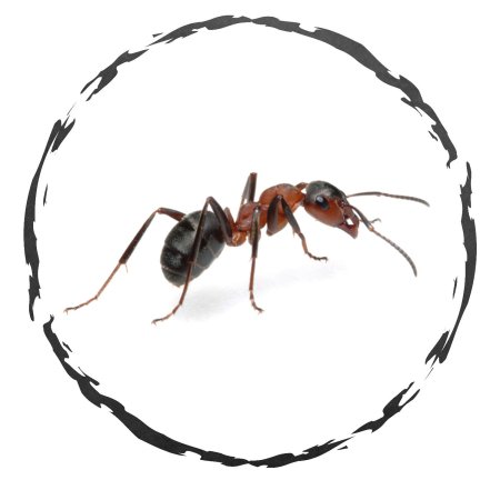Муравей на белом фоне