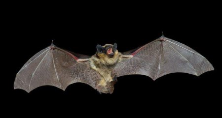 Свиноносая летучая мышь