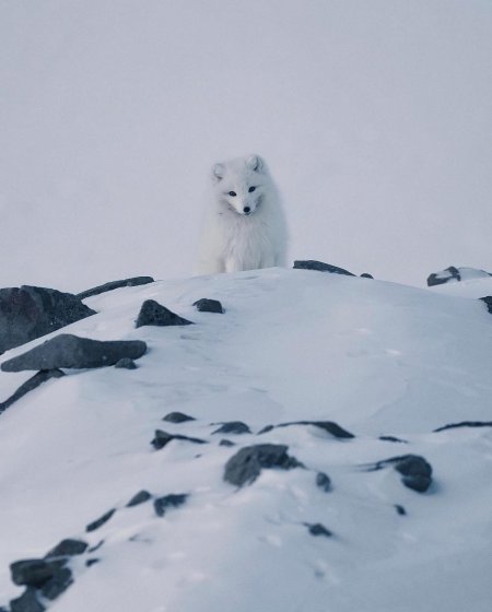 Шпицбергенский песец