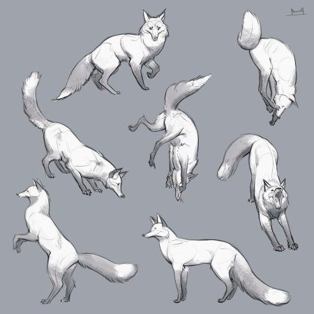 Лиса референсы анатомия