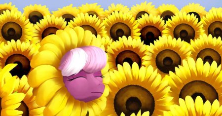 Солнух пони