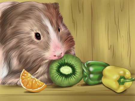 Морская свинка