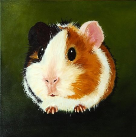 Морская свинка