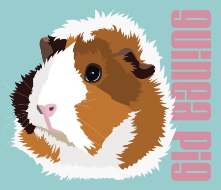 Морская свинка