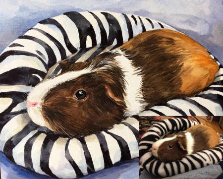 Морская свинка