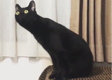 Мем кот черный