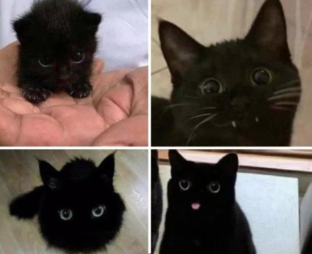 Черные коты приносят неудачу