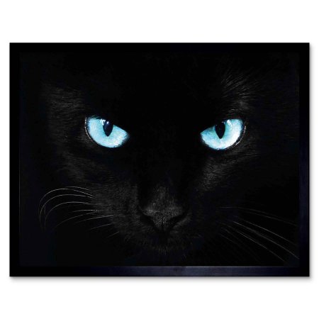 Черный кот с голубыми глазами