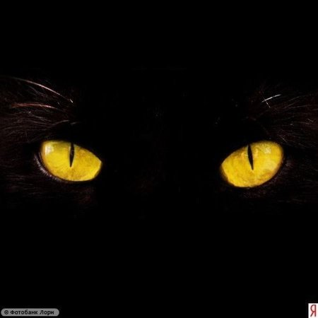 Черный кот с желтыми глазами