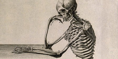 Везалий скелет