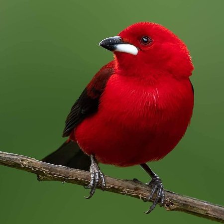 Красная танагра птица