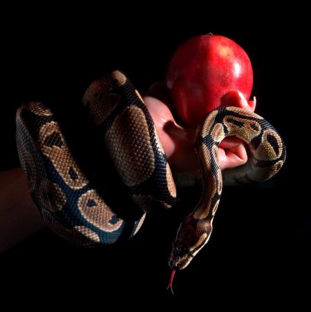 Запретный плод змей искуситель