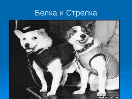 Белка и стрелка космонавты