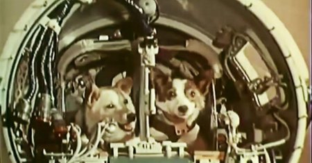 Белка и стрелка полёт в космос 1958