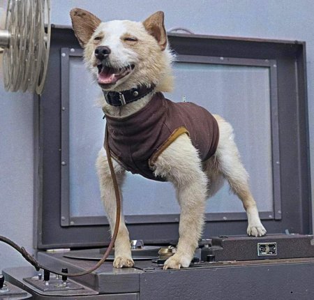 Белка и стрелка космонавты