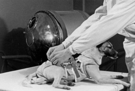 Первая собака космонавт лайка