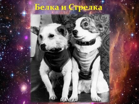 Белка и стрелка космонавты