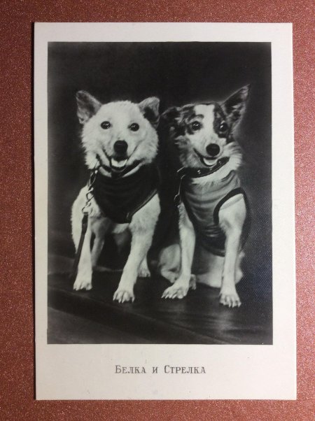 Белка и стрелка космонавты