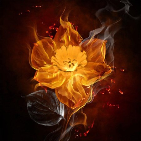 Огненные цветы