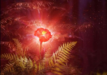 Цветок папоротника на ивана купала