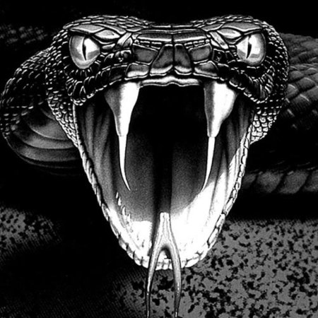 Змея кобра королевская чёрная