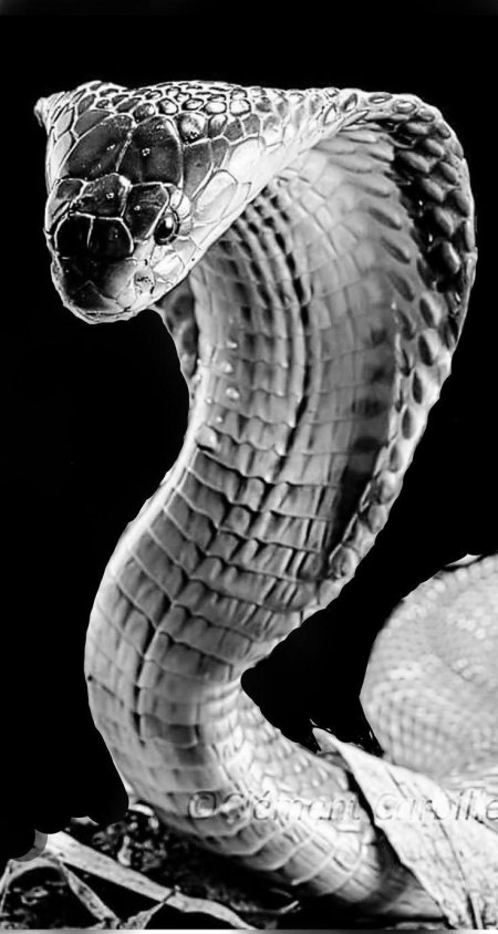 Египетский аспид змея