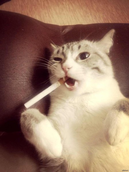 Курящий кот