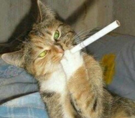 Курящий кот