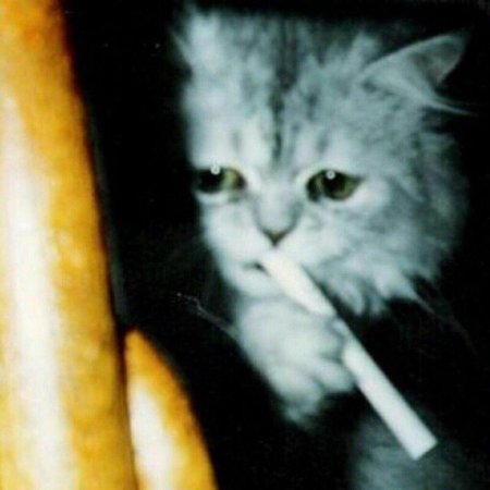 Кот с сигаретой