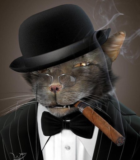 Кот гангстер