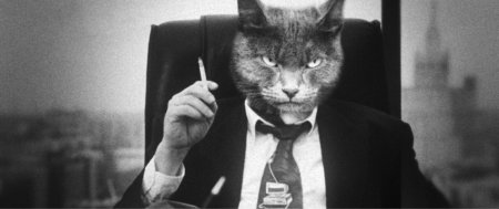 Кот с сигарой