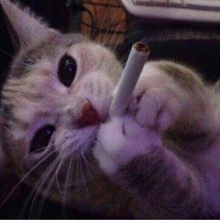 Кот с сигарой