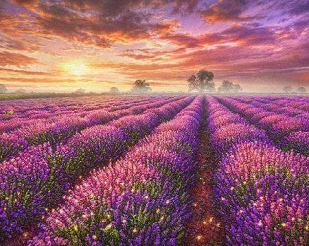 Клод моне лавандовое поле