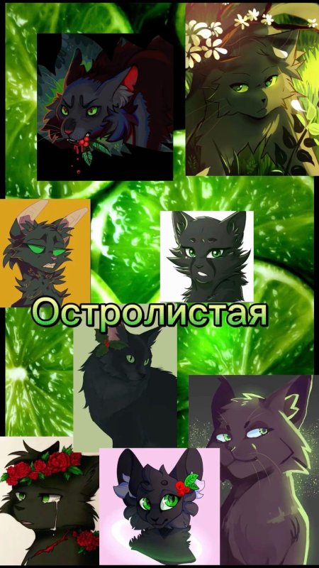 Коты воители остролистая