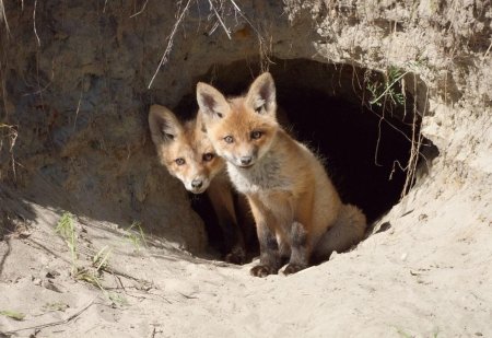 Нора лисы